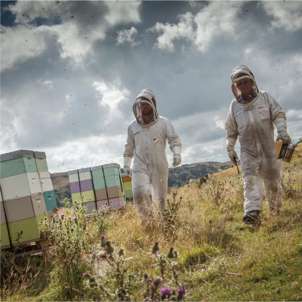 Egmont Honey Imker bei der Arbeit