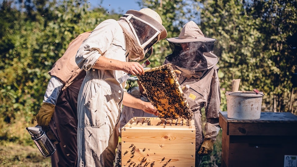 Drei Imker bei der Arbeit um einen Bienenstock. Sie prüfen das Bienenvolk
