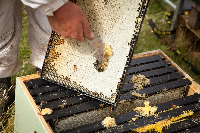 Honig Imker. Manuka Honig im Bienenstock.