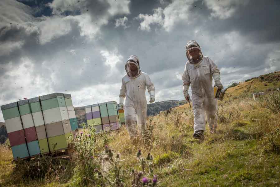Egmont Honey Manuka Honig Imker in Neuseeland bei der Arbeit.