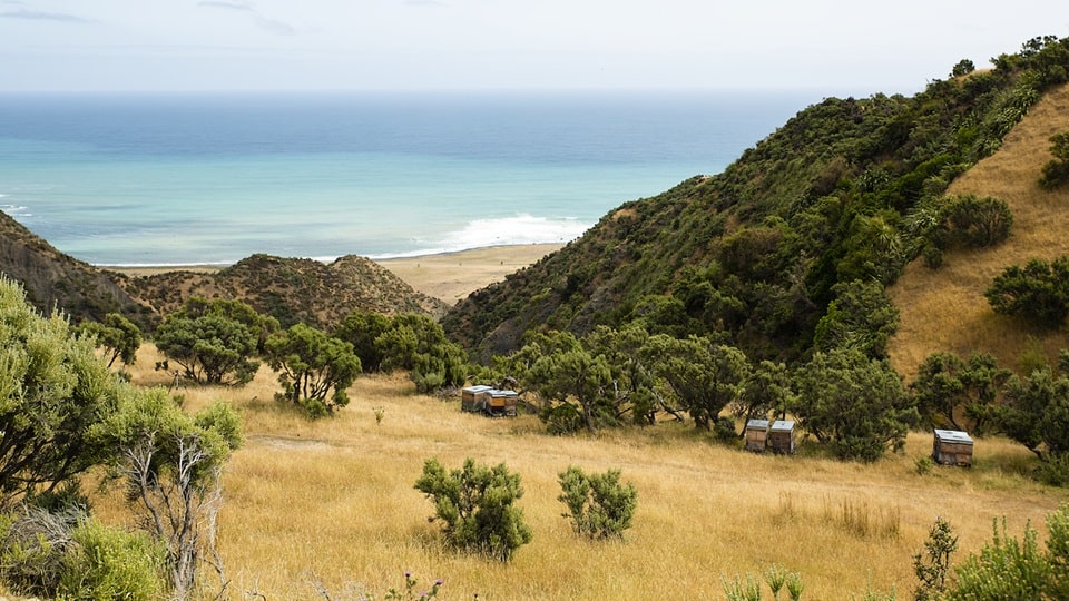 Eine hügelige und bewachsene Landschaft direkt am Strand und dem Meer mit Bienenstöcken
